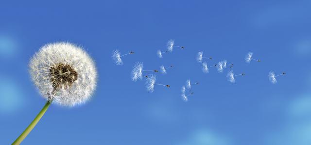 Dandelion Seeds